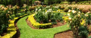 Mowing of lawns, cutting edges, loosening soil, pruning of trees and shrubs, removal of garden refuge - large / corporate gardens only